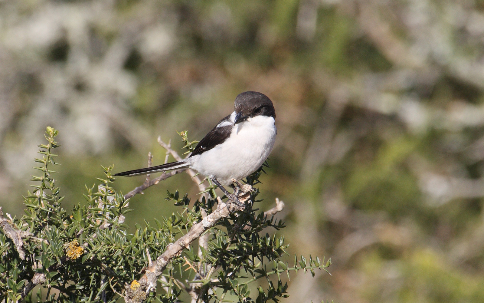 image Southern Fiscal